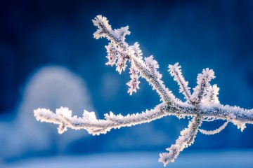 Photo Branche givrée - Limited Edition - Finitions et cadres personnalisables - © Because Image