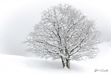 Photo Solo touffu - Open Edition - Finitions et cadres personnalisables - © Because Image Photo Solo touffu - Open Edition - Finitions et cadres personnalisables - © Because Image