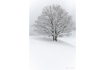 Photo Arbre isolé - Open Edition - Finitions et cadres personnalisables - © Because Image Photo Arbre isolé - Open Edition - Finitions et cadres personnalisables - © Because Image