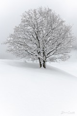 Photo Arbre isolé - Open Edition - Finitions et cadres personnalisables - © Because Image Photo Arbre isolé - Open Edition - Finitions et cadres personnalisables - © Because Image