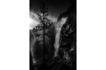 Photo Reine des Alpes - Arbre - Limited Edition - Finitions et cadres personnalisables - © Because Image Photo Reine des Alpes - Arbre - Limited Edition - Finitions et cadres personnalisables - © Because Image