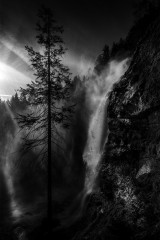 Photo Reine des Alpes - Arbre - Limited Edition - Finitions et cadres personnalisables - © Because Image Photo Reine des Alpes - Arbre - Limited Edition - Finitions et cadres personnalisables - © Because Image