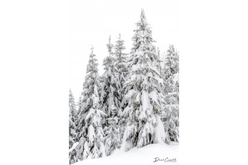 Photo Sapins habillés - Open Edition - Finitions et cadres personnalisables - © Because Image Photo Sapins habillés - Open Edition - Finitions et cadres personnalisables - © Because Image