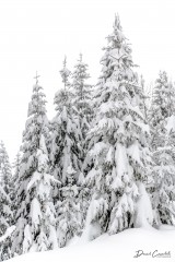 Photo Sapins habillés - Open Edition - Finitions et cadres personnalisables - © Because Image Photo Sapins habillés - Open Edition - Finitions et cadres personnalisables - © Because Image