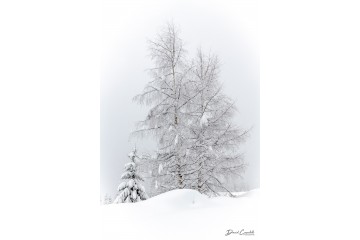 Photo Bouleaux d'hiver - Open Edition - Finitions et cadres personnalisables - © Because Image Photo Bouleaux d'hiver - Open Edition - Finitions et cadres personnalisables - © Because Image