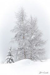 Photo Bouleaux d'hiver - Open Edition - Finitions et cadres personnalisables - © Because Image Photo Bouleaux d'hiver - Open Edition - Finitions et cadres personnalisables - © Because Image