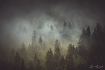 Photo Brume sur la forêt - Open Edition - Finitions et cadres personnalisables - © Because Image Photo Brume sur la forêt - Open Edition - Finitions et cadres personnalisables - © Because Image