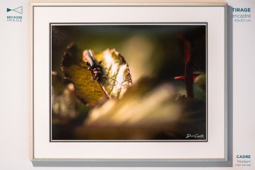 Photo Soldat - Open Edition - Finitions et cadres personnalisables - © Because Image Photo Soldat - Open Edition - Finitions et cadres personnalisables - © Because Image
