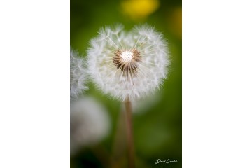 Pissenlit essaimé - Open Edition - Finitions et cadres personnalisables - © Because Image Pissenlit essaimé - Open Edition - Finitions et cadres personnalisables - © Because Image