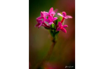 Bois joli - Open Edition - Finitions et cadres personnalisables - © Because Image Bois joli - Open Edition - Finitions et cadres personnalisables - © Because Image