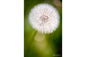 Photo Pissenlit parfait - Open Edition - Finitions et cadres personnalisables - © Because Image Photo Pissenlit parfait - Open Edition - Finitions et cadres personnalisables - © Because Image