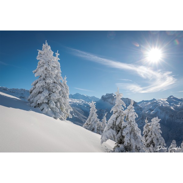 Sapins congelés