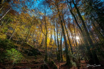 Photo Sous-bois en automne - Open Edition - Finitions et cadres personnalisables - © Because Image Photo Sous-bois en automne - Open Edition - Finitions et cadres personnalisables - © Because Image