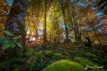 Photo Sous-bois moussu - Open Edition - Finitions et cadres personnalisables - © Because Image Photo Sous-bois moussu - Open Edition - Finitions et cadres personnalisables - © Because Image