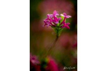 Bouquet Bois-joli - Open Edition - Finitions et cadres personnalisables - © Because Image Bouquet Bois-joli - Open Edition - Finitions et cadres personnalisables - © Because Image