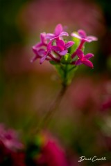 Bouquet Bois-joli - Open Edition - Finitions et cadres personnalisables - © Because Image Bouquet Bois-joli - Open Edition - Finitions et cadres personnalisables - © Because Image