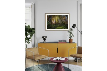 Photo Sous-bois moussu - Open Edition - Finitions et cadres personnalisables - © Because Image Photo Sous-bois moussu - Open Edition - Finitions et cadres personnalisables - © Because Image