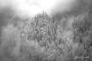 Photo Forêt en apesanteur - Open Edition - Finitions et cadres personnalisables - © Because Image Photo Forêt en apesanteur - Open Edition - Finitions et cadres personnalisables - © Because Image