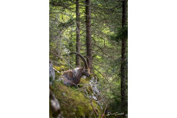 Hôte des bois - Open Edition - Finitions et cadres personnalisables - © Because Image